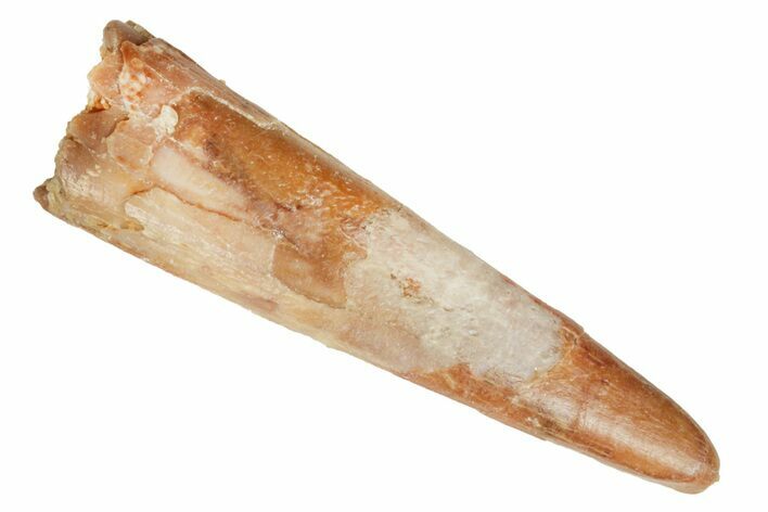 Fossil Pterosaur (Siroccopteryx) Tooth - Morocco #194583